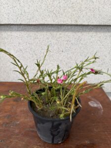 Sun Rose (Portulaca grandiflora)