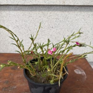 Sun Rose (Portulaca grandiflora)