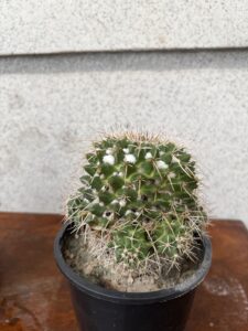 Mammillaria nejapensis
