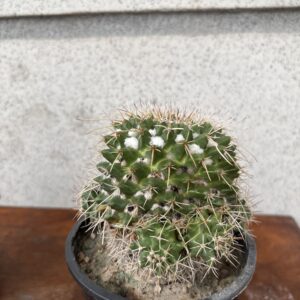 Mammillaria nejapensis