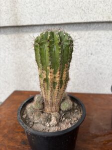 Echinopsis spachianan/ golden torch