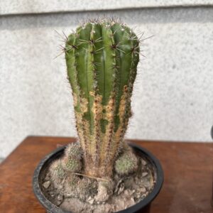 Echinopsis spachianan/ golden torch