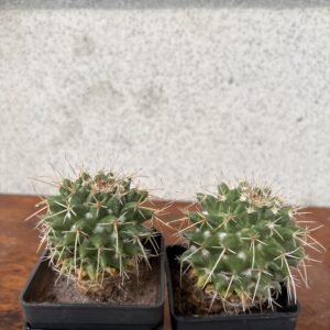 Mammillaria nejapensis