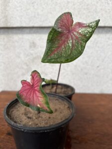 rosebud caladium