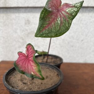 rosebud caladium