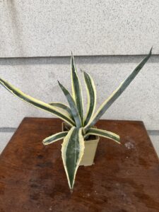 Agave Americana Variegated