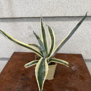 Agave Americana Variegated